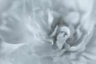 USA, Washington State, Seabeck. Peony flower close-up. Art Print